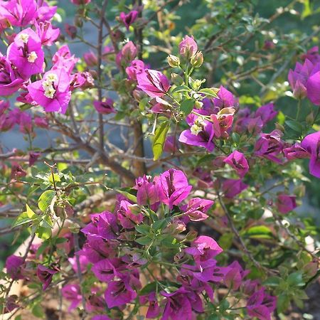 רומא Villa Lilly חדר תמונה