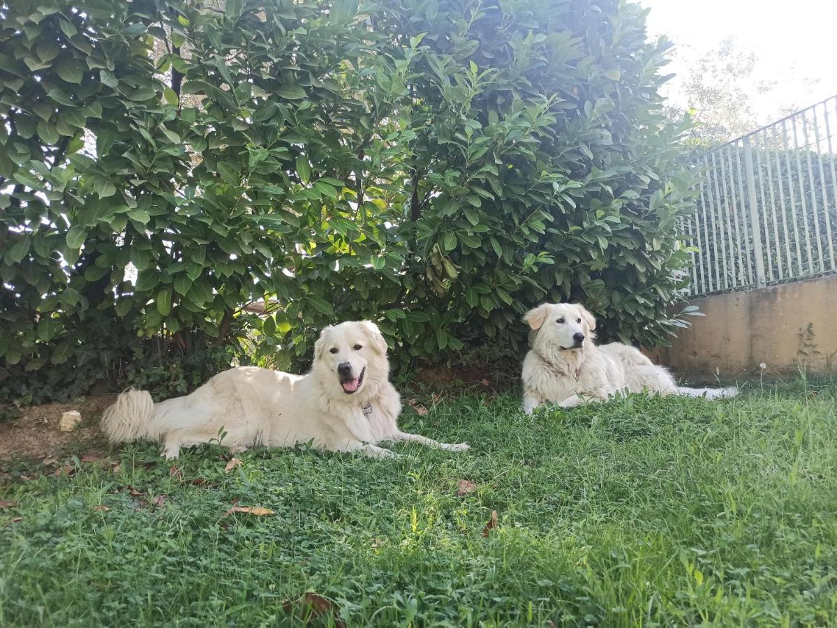 רומא Villa Lilly מראה חיצוני תמונה